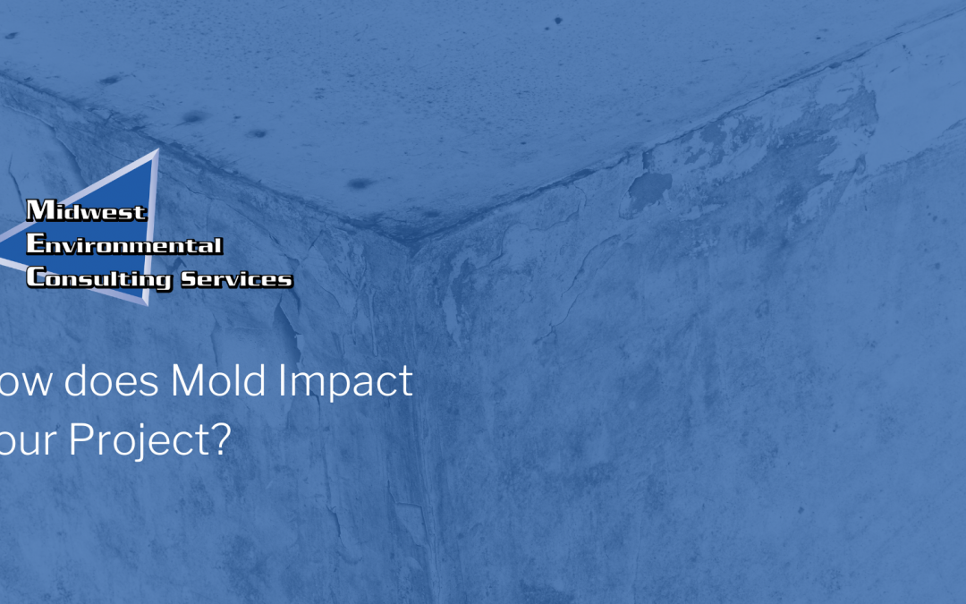 How would mold impact my project?